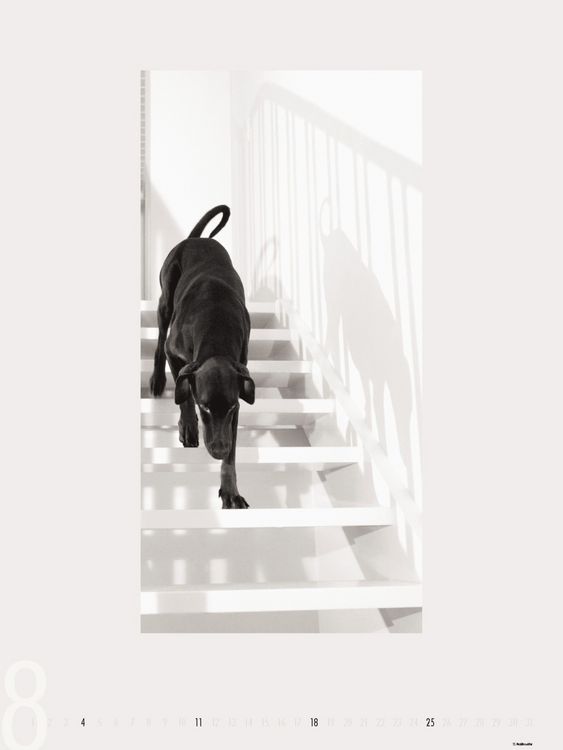 Produktbild: Dogs 2013 - Ruth Marcus
