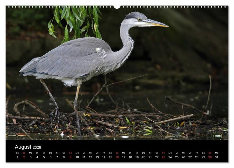 Produktbild: Aus dem Leben der Graureiher (hochwertiger Premium Wandkalender 2026 DIN A2 quer), Kunstdruck in Hochglanz