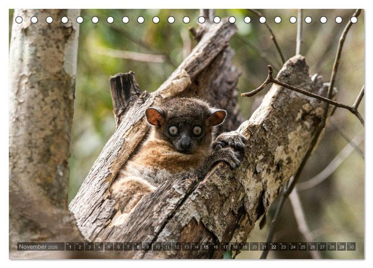 Produktbild: Tierisches Madagaskar (Tischkalender 2026 DIN A5 quer), CALVENDO Monatskalender