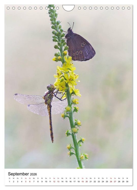 Produktbild: Insekten,Sch&ouml;nheiten der Natur (Wandkalender 2026 DIN A4 hoch), CALVENDO Monatskalender