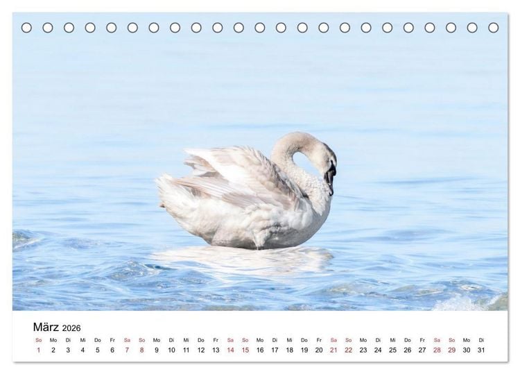 Produktbild: Wasserv&ouml;gel der Ostsee - Impressionen aus der L&uuml;becker Bucht (Tischkalender 2026 DIN A5 quer), CALVENDO Monatskalender