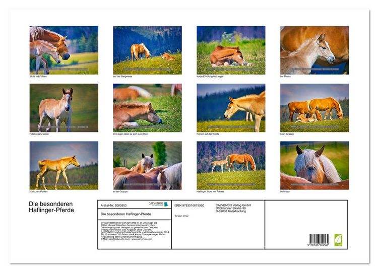Produktbild: Die besonderen Haflinger-Pferde (Wandkalender 2026 DIN A2 quer), CALVENDO Monatskalender