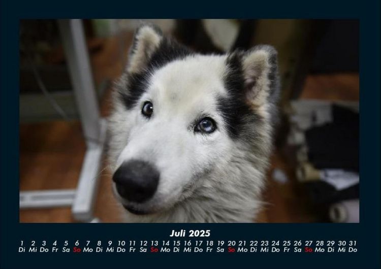 Produktbild: Hundezauber 2025 Fotokalender DIN A4