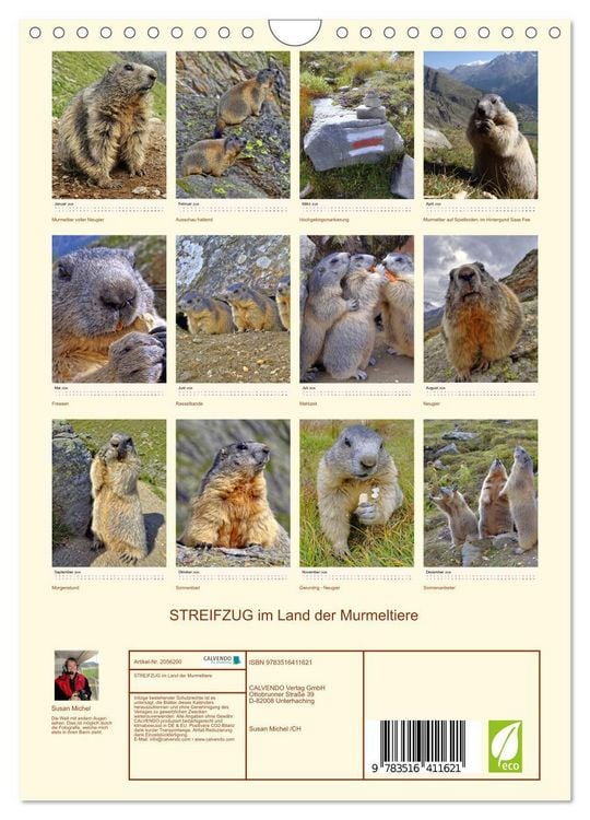 Produktbild: STREIFZUG im Land der Murmeltiere (Wandkalender 2026 DIN A4 hoch), CALVENDO Monatskalender