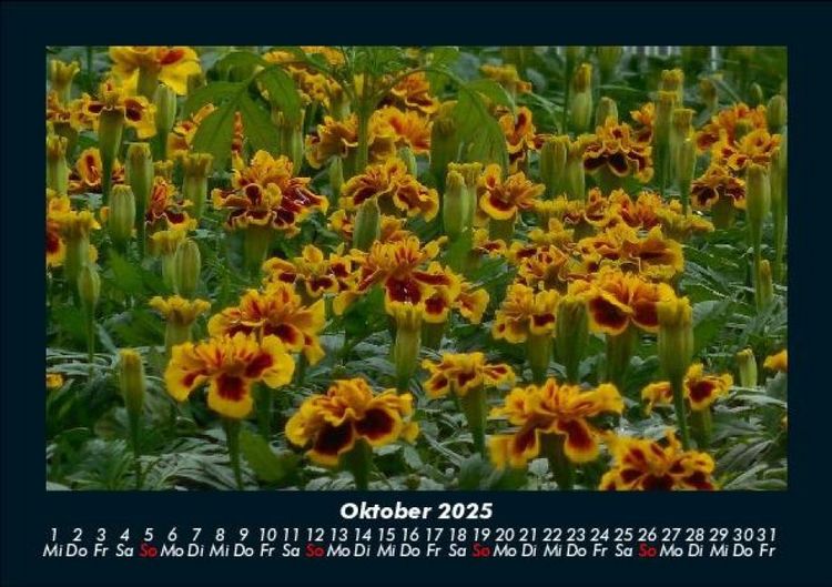 Produktbild: Blumentr&auml;ume 2025 Fotokalender DIN A5