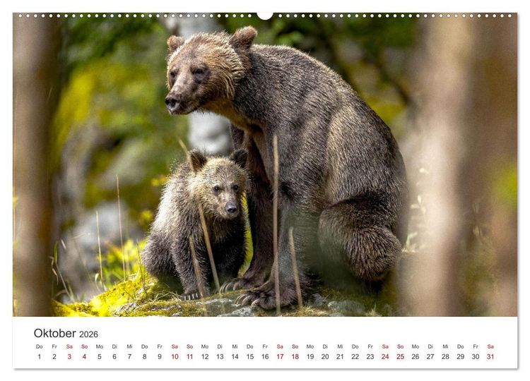 Produktbild: B&auml;ren - Pandas, Grizzlyb&auml;ren und Co. (Wandkalender 2026 DIN A2 quer), CALVENDO Monatskalender