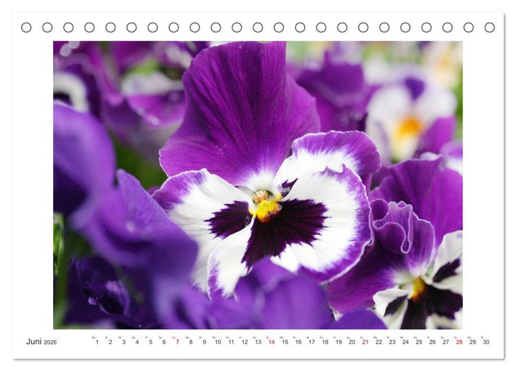 Produktbild: Veilchengew&auml;chse - Stiefm&uuml;tterchen und Hornveilchen (Tischkalender 2026 DIN A5 quer), CALVENDO Monatskalender