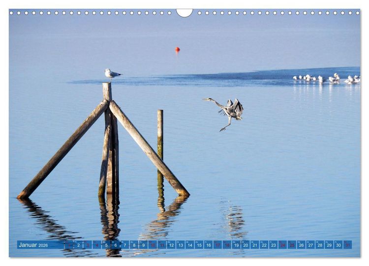 Produktbild: Steinhuder Meer, Vogel-Momente (Wandkalender 2026 DIN A3 quer), CALVENDO Monatskalender