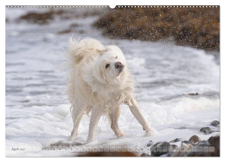 Produktbild: Mit Hunden an den Str&auml;nden von Nord- und Ostsee (hochwertiger Premium Wandkalender 2027 DIN A2 quer), Kunstdruck in Hochglanz
