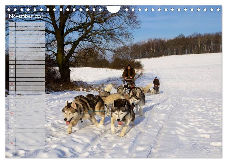 Produktbild: Huskies! (Wandkalender 2026 DIN A4 quer), CALVENDO Monatskalender