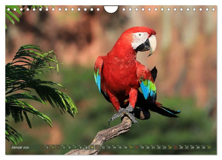 Produktbild: Aras im Pantanal (Wandkalender 2026 DIN A4 quer), CALVENDO Monatskalender