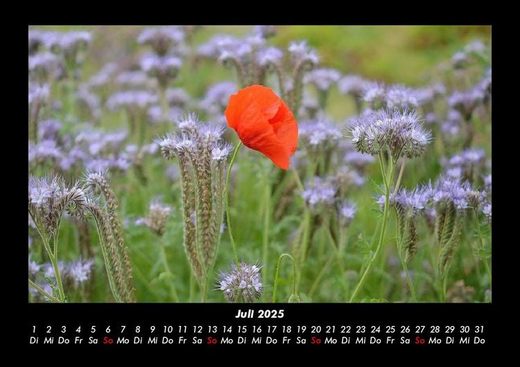 Produktbild: Blumentr&auml;ume 2025 Fotokalender DIN A3