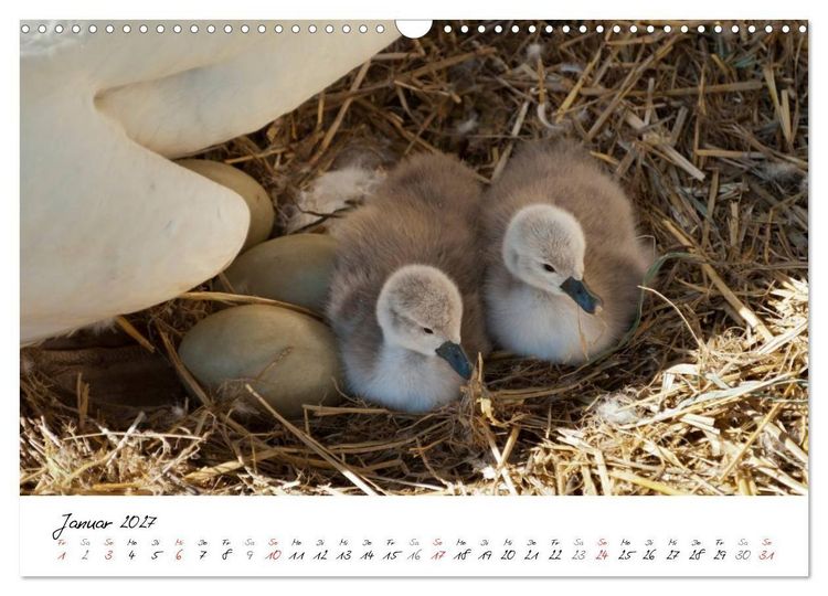 Produktbild: Vom K&uuml;ken zum Schwan (Wandkalender 2027 DIN A3 quer), CALVENDO Monatskalender