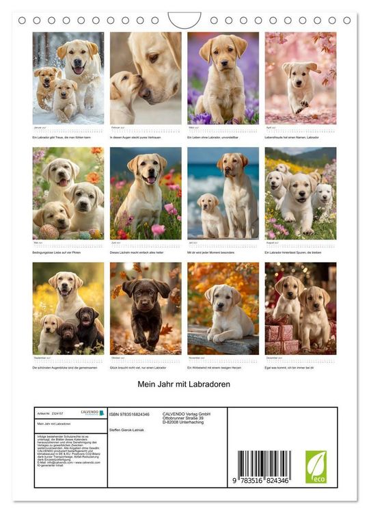 Produktbild: Mein Jahr mit Labradoren (Wandkalender 2027 DIN A4 hoch), CALVENDO Monatskalender
