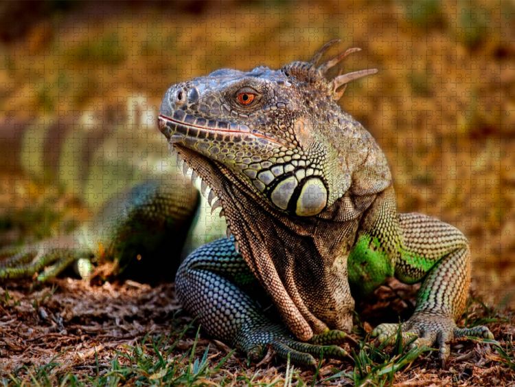 Produktbild: CALVENDO Puzzle Wundersch&ouml;ner Leguan | 1000 Teile Lege-Gr&ouml;&szlig;e 64x48cm Foto-Puzzle f&uuml;r gl&uuml;ckliche Stunden