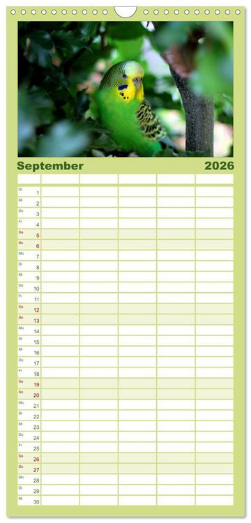 Produktbild: Familienplaner 2026 - Wellensittiche mit 5 Spalten (Wandkalender, 21 x 45 cm) CALVENDO