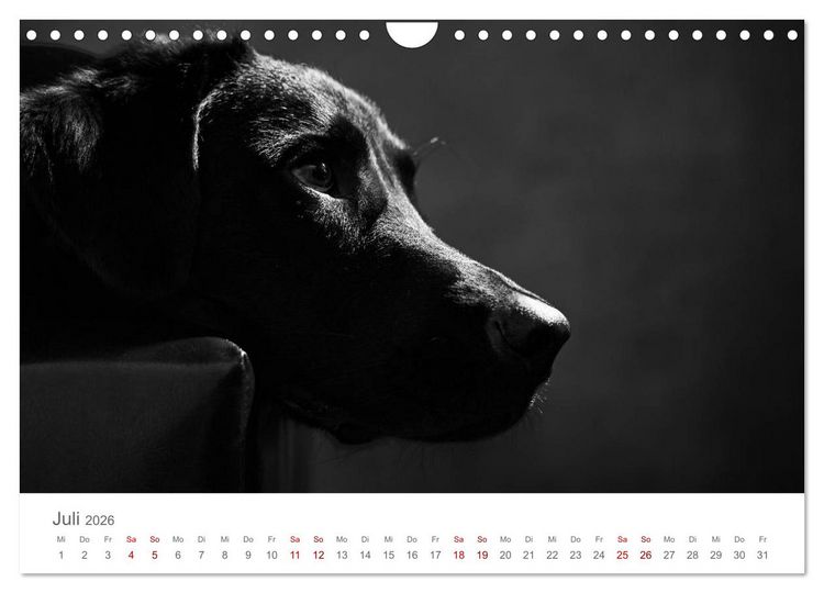 Produktbild: Hundeportraits Fine Art (Wandkalender 2026 DIN A4 quer), CALVENDO Monatskalender