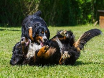 Produktbild: CALVENDO Puzzle Berner Sennenhunde beim Spiel | 1000 Teile Lege-Gr&ouml;&szlig;e 64x48cm Foto-Puzzle f&uuml;r gl&uuml;ckliche Stunden