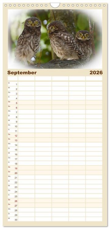 Produktbild: Familienplaner 2026 - Faszination Steinkauz mit 5 Spalten (Wandkalender, 21 x 45 cm) CALVENDO