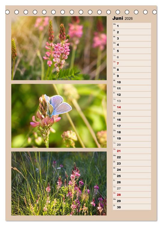 Produktbild: Farbenzauber, bunte Wiesen und bunte Falter (Tischkalender 2026 DIN A5 hoch), CALVENDO Monatskalender