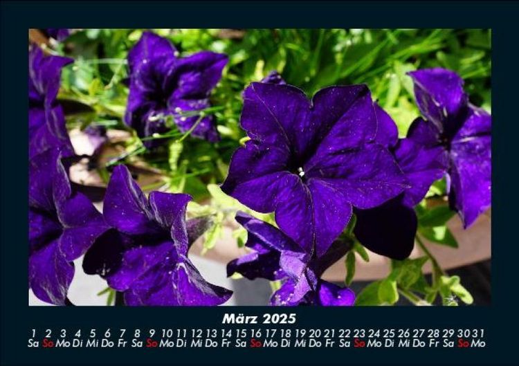 Produktbild: Blumenzauber 2025 Fotokalender DIN A5