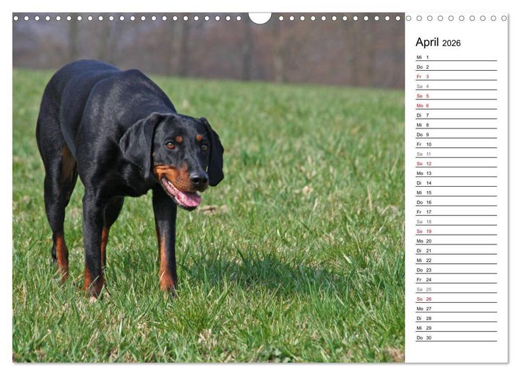 Produktbild: Der Brandlbracken-Terminplaner (Wandkalender 2026 DIN A3 quer), CALVENDO Monatskalender
