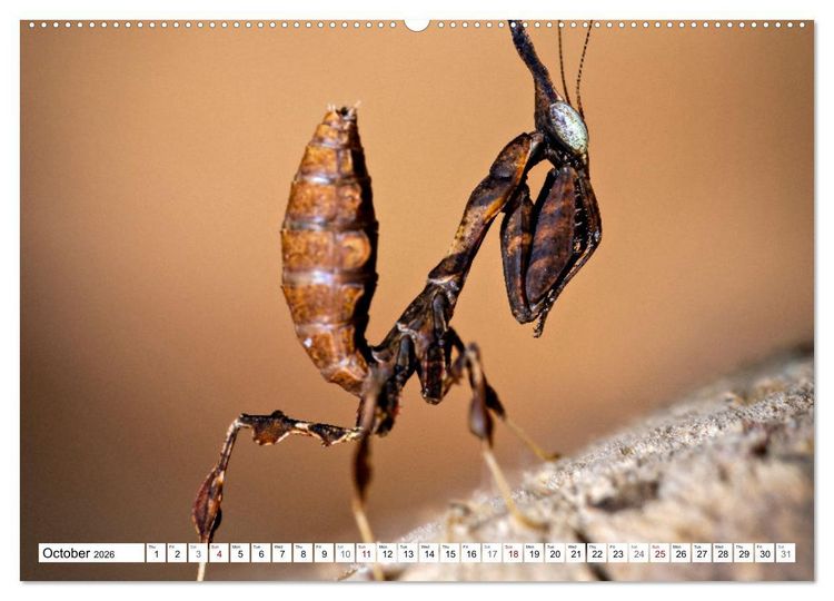 Produktbild: Queens of the Insect World (Wall Calendar 2026 DIN A2 landscape), CALVENDO 12 Month Wall Calendar