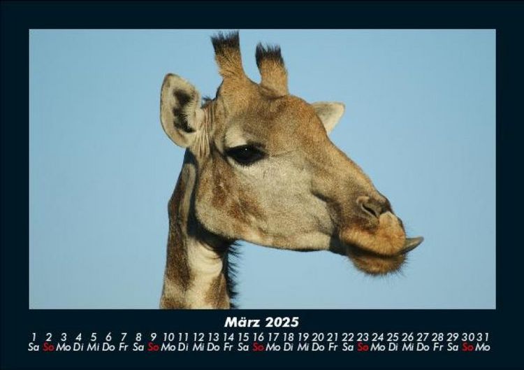 Produktbild: Giraffen 2025 Fotokalender DIN A5