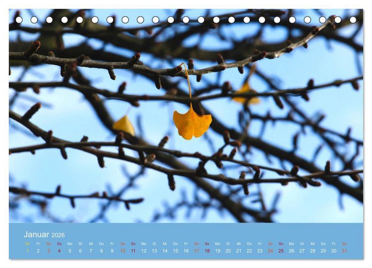 Produktbild: Geliebter Ginkgo (Tischkalender 2026 DIN A5 quer), CALVENDO Monatskalender