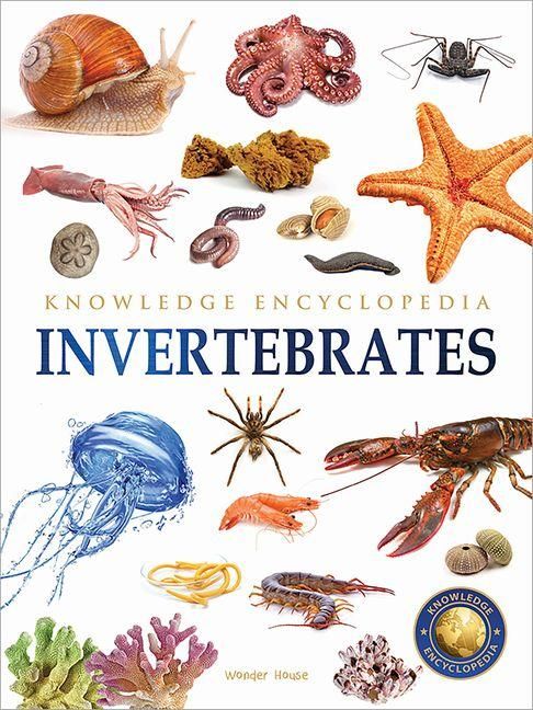 Produktbild: Animals: Invertebrates
