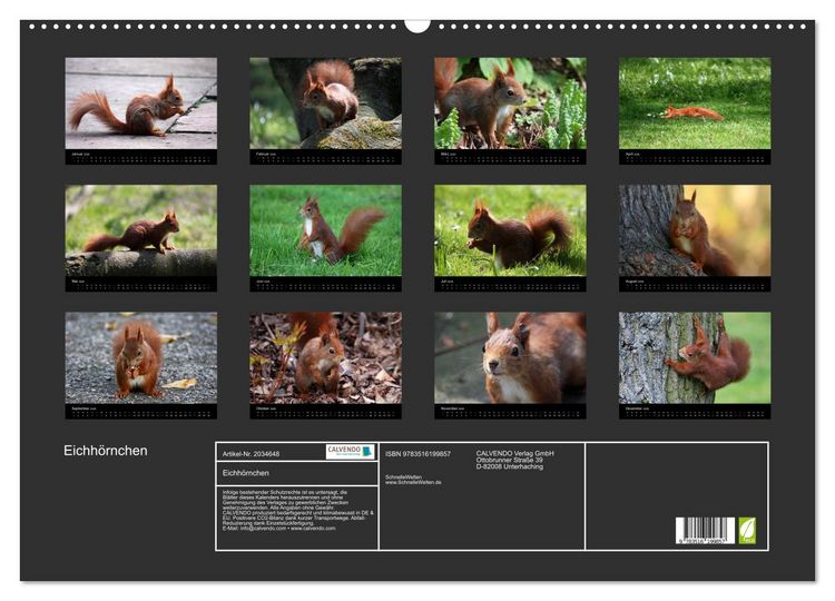 Produktbild: Eichh&ouml;rnchen (Wandkalender 2026 DIN A2 quer), CALVENDO Monatskalender