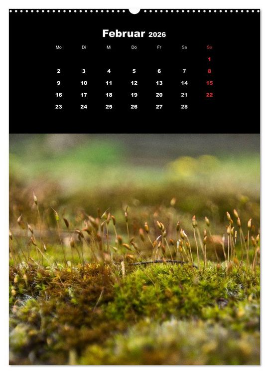 Produktbild: Die Welt der Moose. Ein Blick nach unten (Wandkalender 2026 DIN A2 hoch), CALVENDO Monatskalender