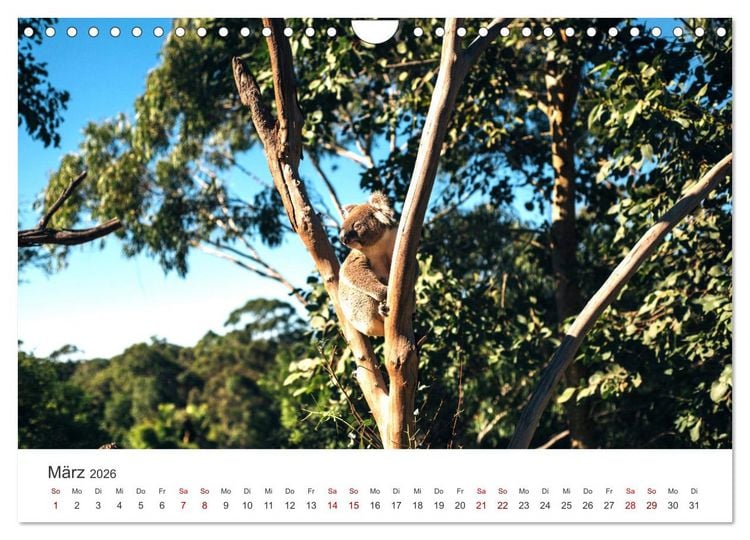 Produktbild: Knuffige Koalab&auml;ren (Wandkalender 2026 DIN A4 quer), CALVENDO Monatskalender