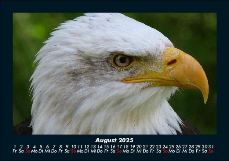 Produktbild: Adler 2025 Fotokalender DIN A5