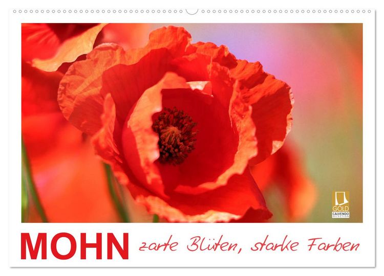 Produktbild: Mohn, zarte Bl&uuml;ten, starke Farben (Wandkalender 2026 DIN A2 quer), CALVENDO Monatskalender