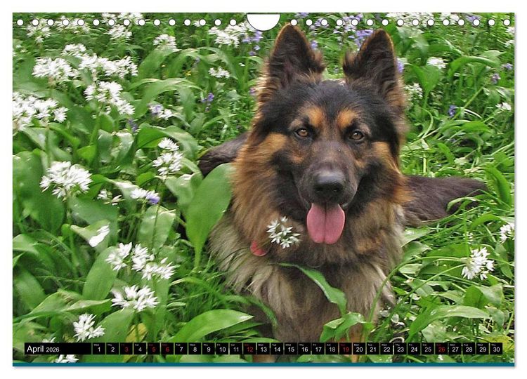 Produktbild: The German Shepherd Longcoat (Wall Calendar 2026 DIN A4 landscape), CALVENDO 12 Month Wall Calendar