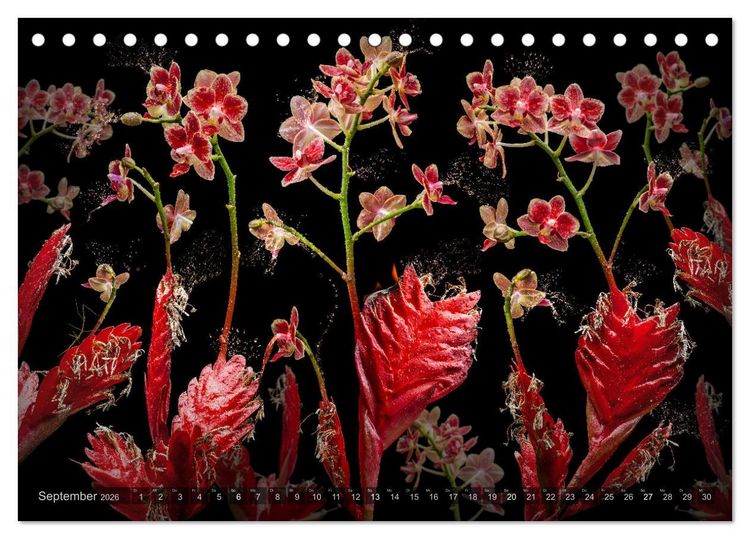 Produktbild: Orchidea (Tischkalender 2026 DIN A5 quer), CALVENDO Monatskalender
