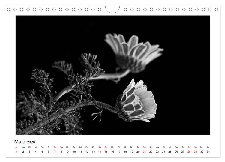 Produktbild: Die grafische Sch&ouml;nheit der Pflanzen &ndash; Schwarz-Wei&szlig; (Wandkalender 2026 DIN A4 quer), CALVENDO Monatskalender