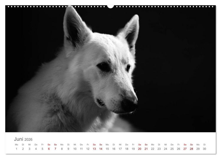 Produktbild: Hundeportraits Fine Art (Wandkalender 2026 DIN A2 quer), CALVENDO Monatskalender