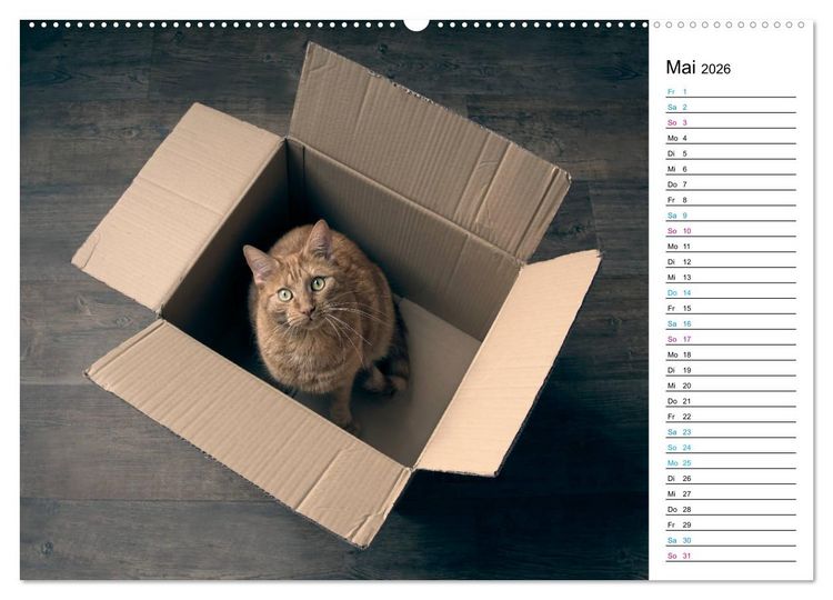 Produktbild: Karton Katzen (Wandkalender 2026 DIN A2 quer), CALVENDO Monatskalender