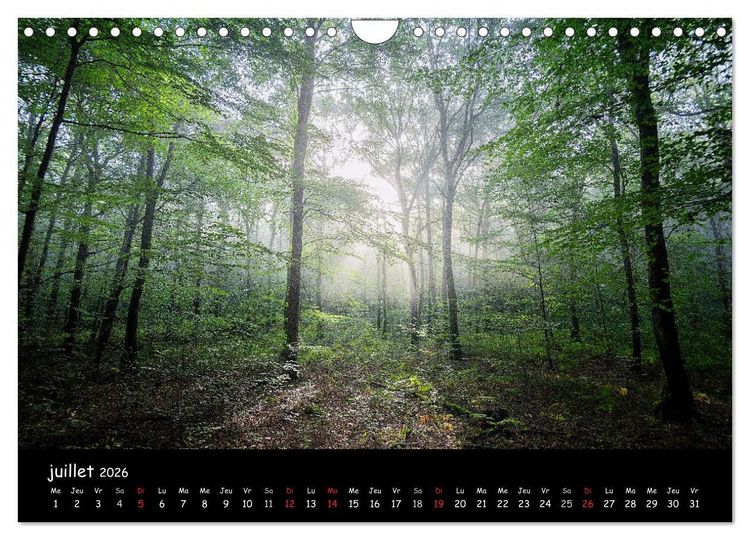 Produktbild: BROCELIANDE, la for&ecirc;t (Calendrier mural 2026 DIN A4 vertical), CALVENDO calendrier mensuel
