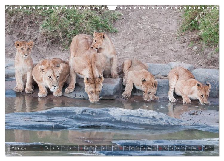 Produktbild: Raubkatzen Afrikas (Wandkalender 2026 DIN A3 quer), CALVENDO Monatskalender