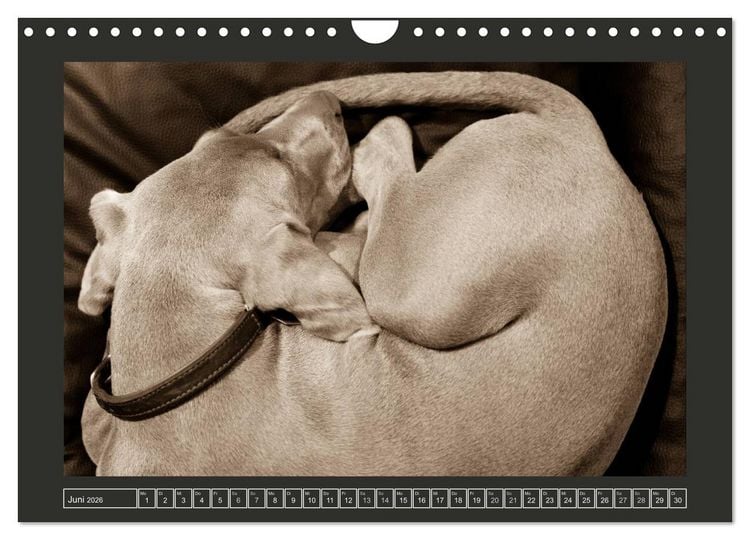 Produktbild: Weimaraner - Ein Welpenjahr (Wandkalender 2026 DIN A4 quer), CALVENDO Monatskalender