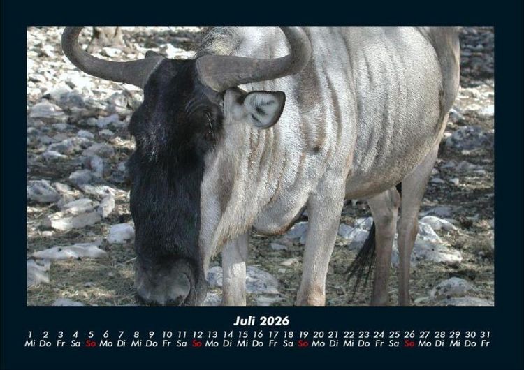 Produktbild: Welt der Tiere 2026 Fotokalender DIN A4