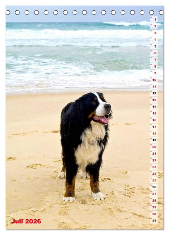 Produktbild: B&Auml;R - Der Berner Sennenhund (Tischkalender 2026 DIN A5 hoch), CALVENDO Monatskalender