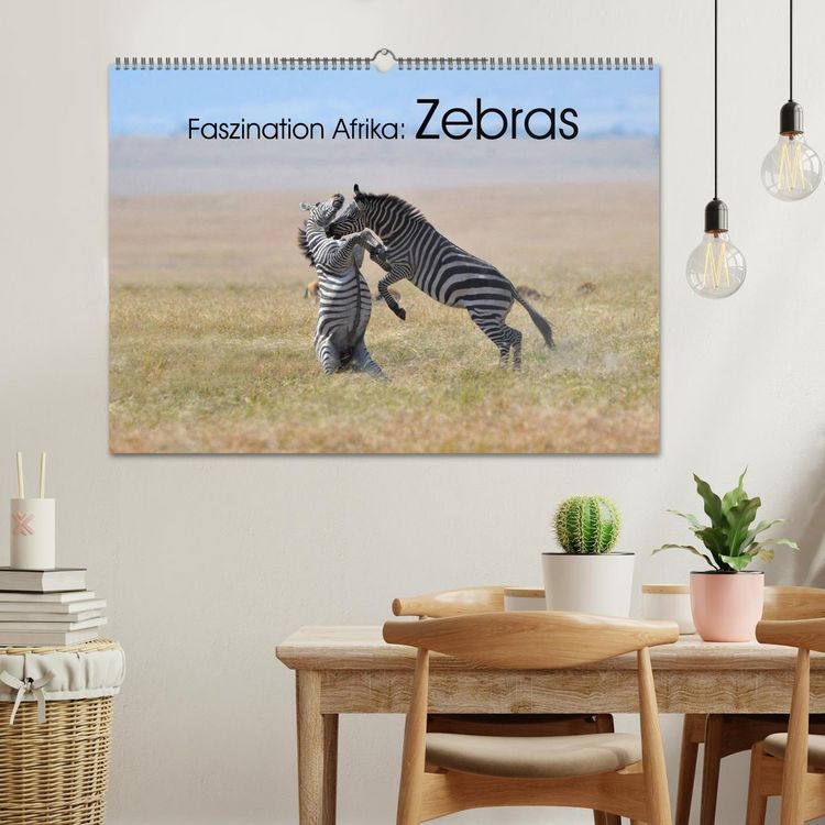 Produktbild: Faszination Afrika: Zebras (Wandkalender 2026 DIN A2 quer), CALVENDO Monatskalender