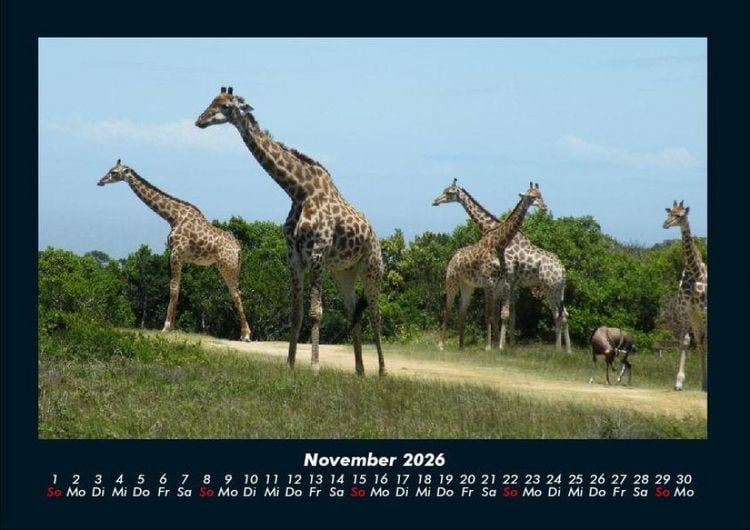 Produktbild: Giraffen 2026 Fotokalender DIN A4