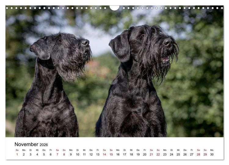 Produktbild: Schnauzer... von Zwergen und Riesen 2026 (Wandkalender 2026 DIN A3 quer), CALVENDO Monatskalender