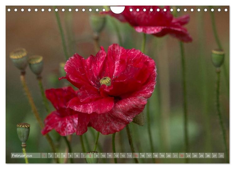 Produktbild: Mohn (Wandkalender 2026 DIN A4 quer), CALVENDO Monatskalender