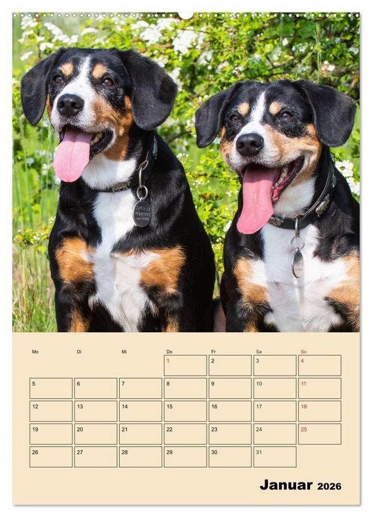 Produktbild: Jahresplaner Entlebucher Sennenhund (Wandkalender 2026 DIN A2 hoch), CALVENDO Monatskalender